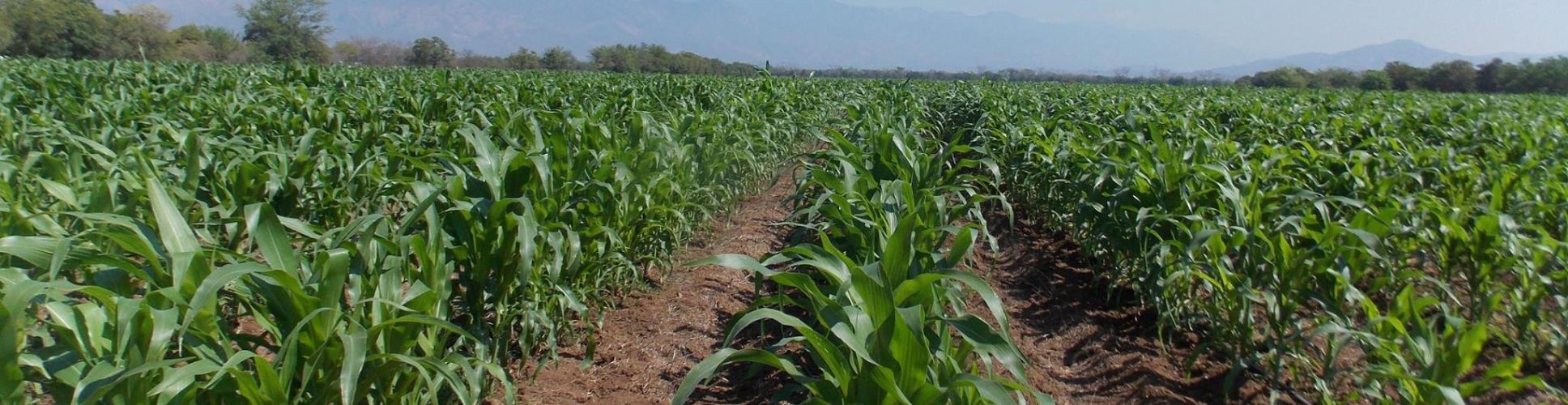Investigación agrícola ICTA