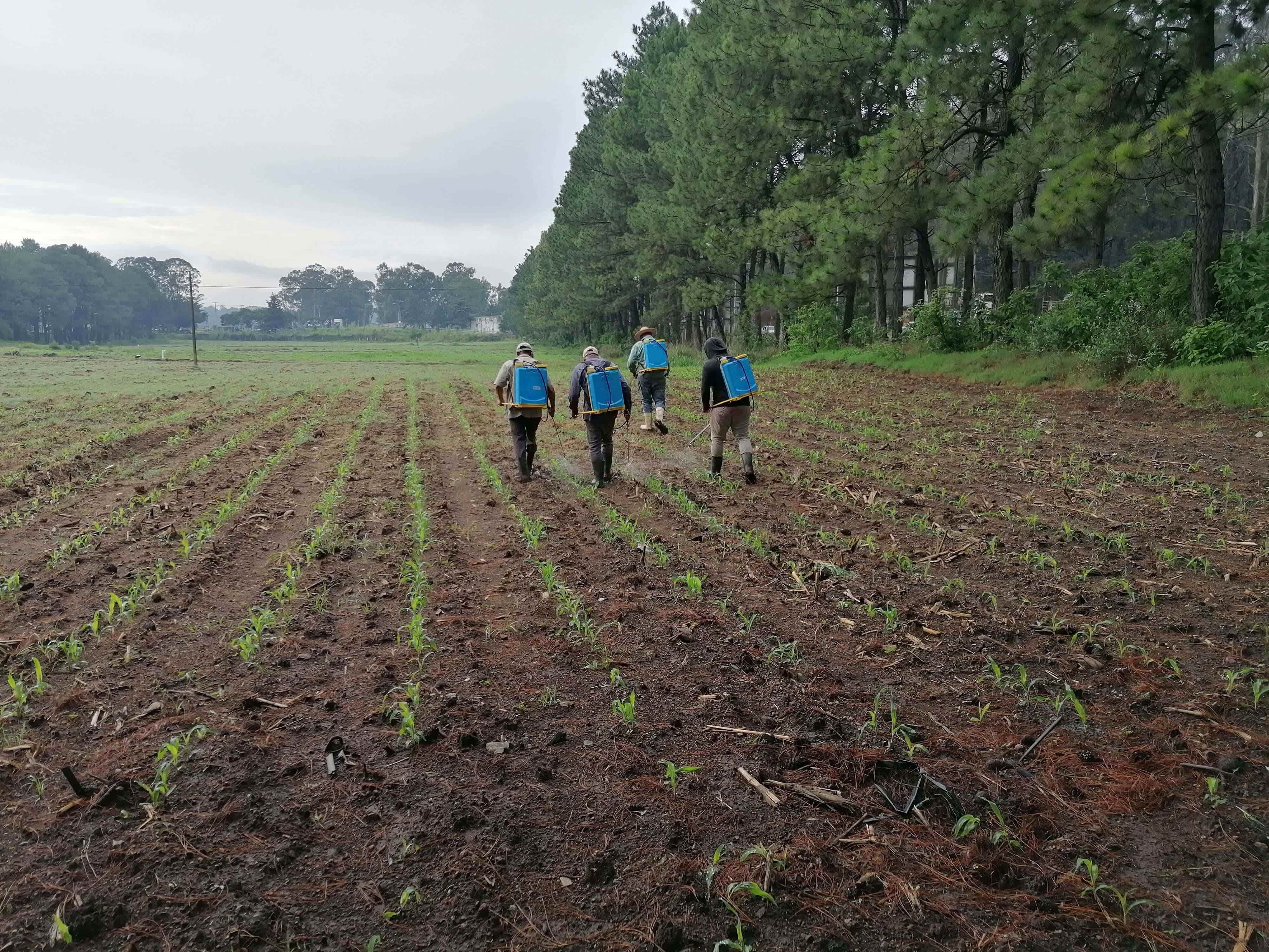 Campo de cultivo agrícola - Investigación ICTA