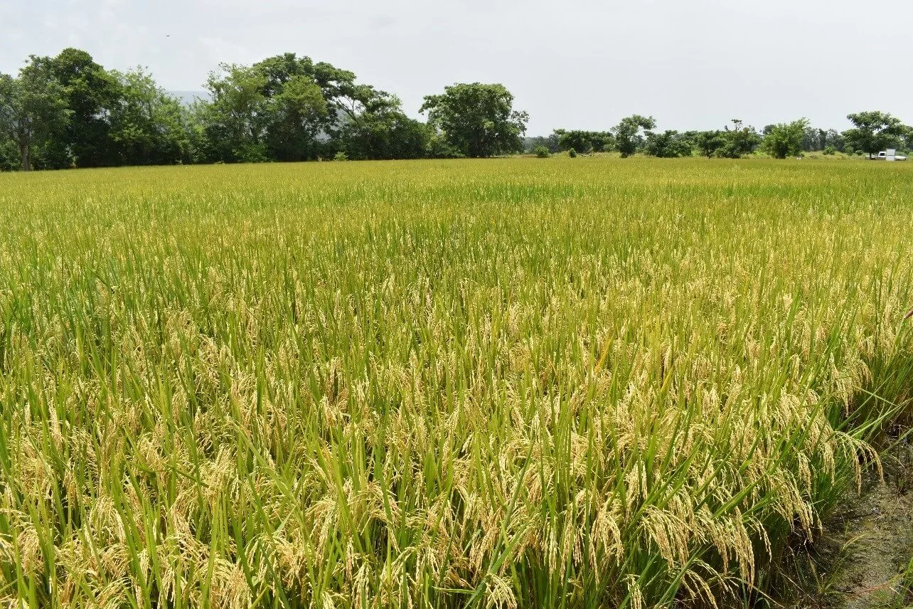 plantaciones de arroz ICTA