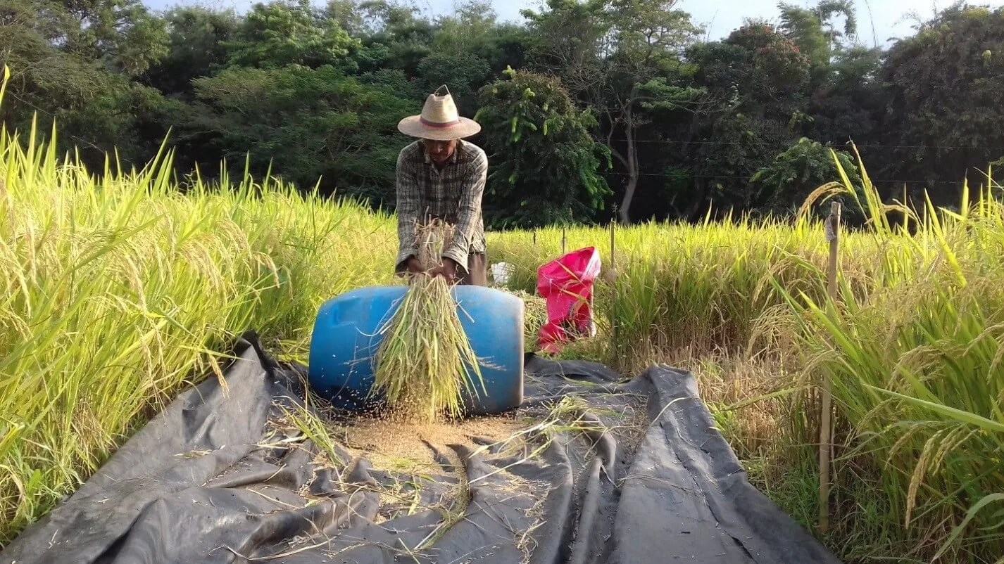 cosecha de arroz ICTA