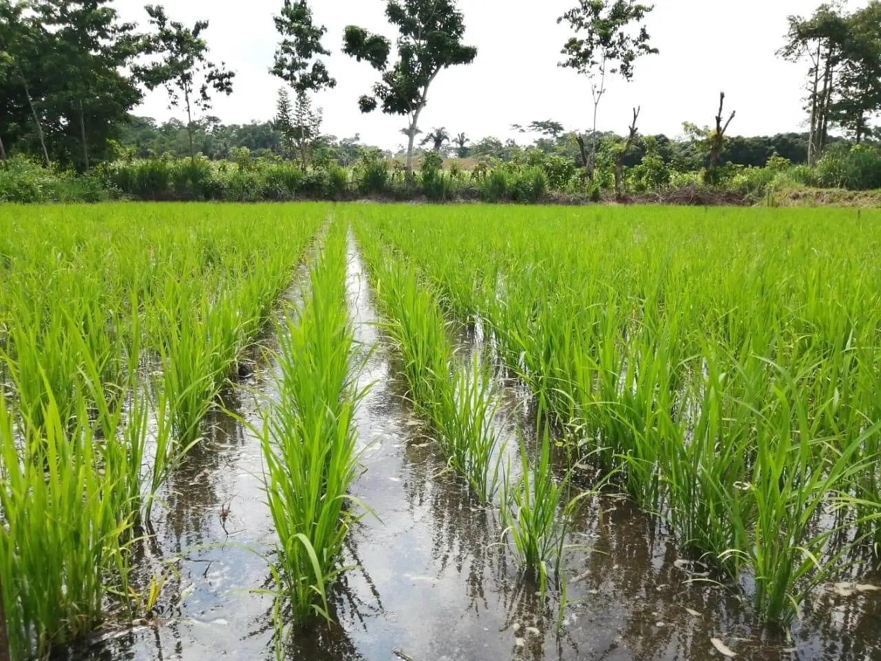 plantacones de variedades arroz ICTA