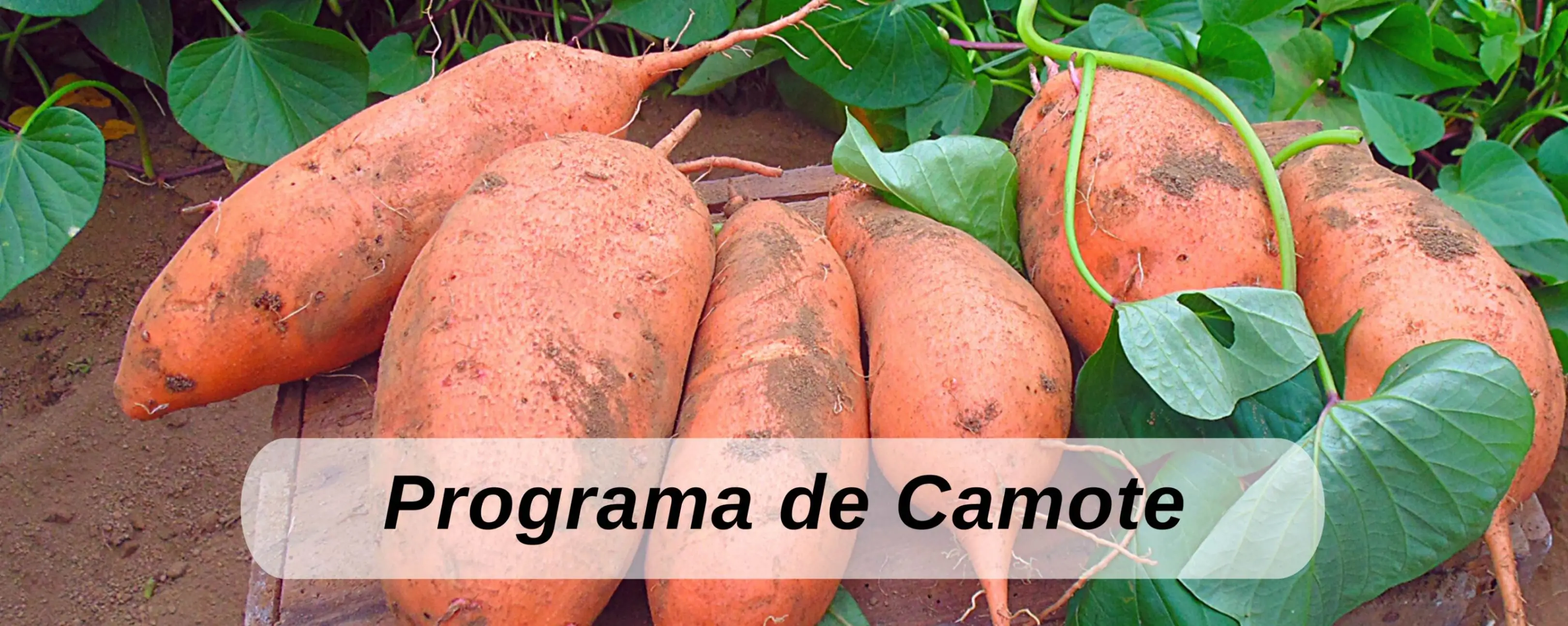 camote ICTA Guatemala