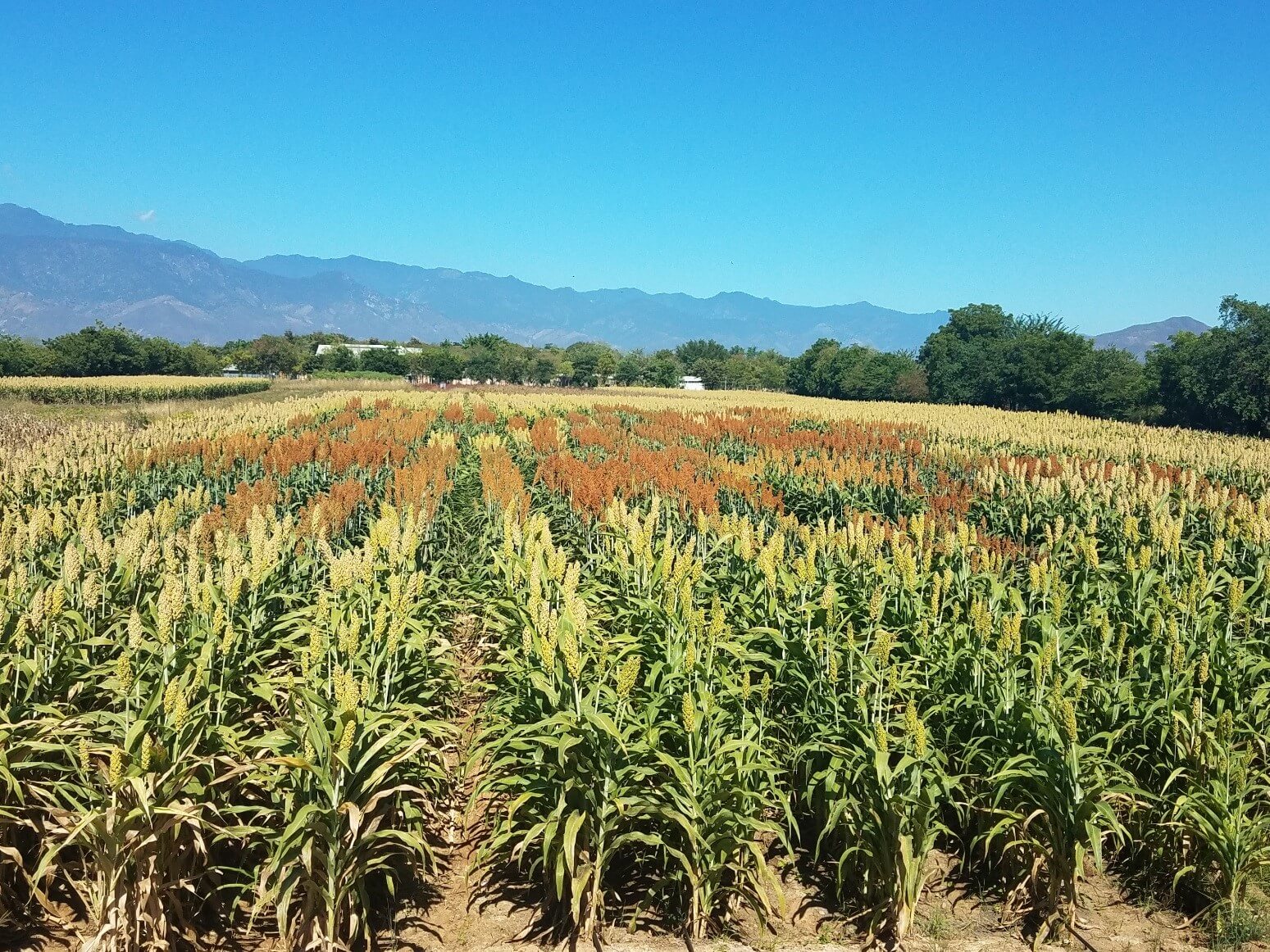 Investigación sorgo