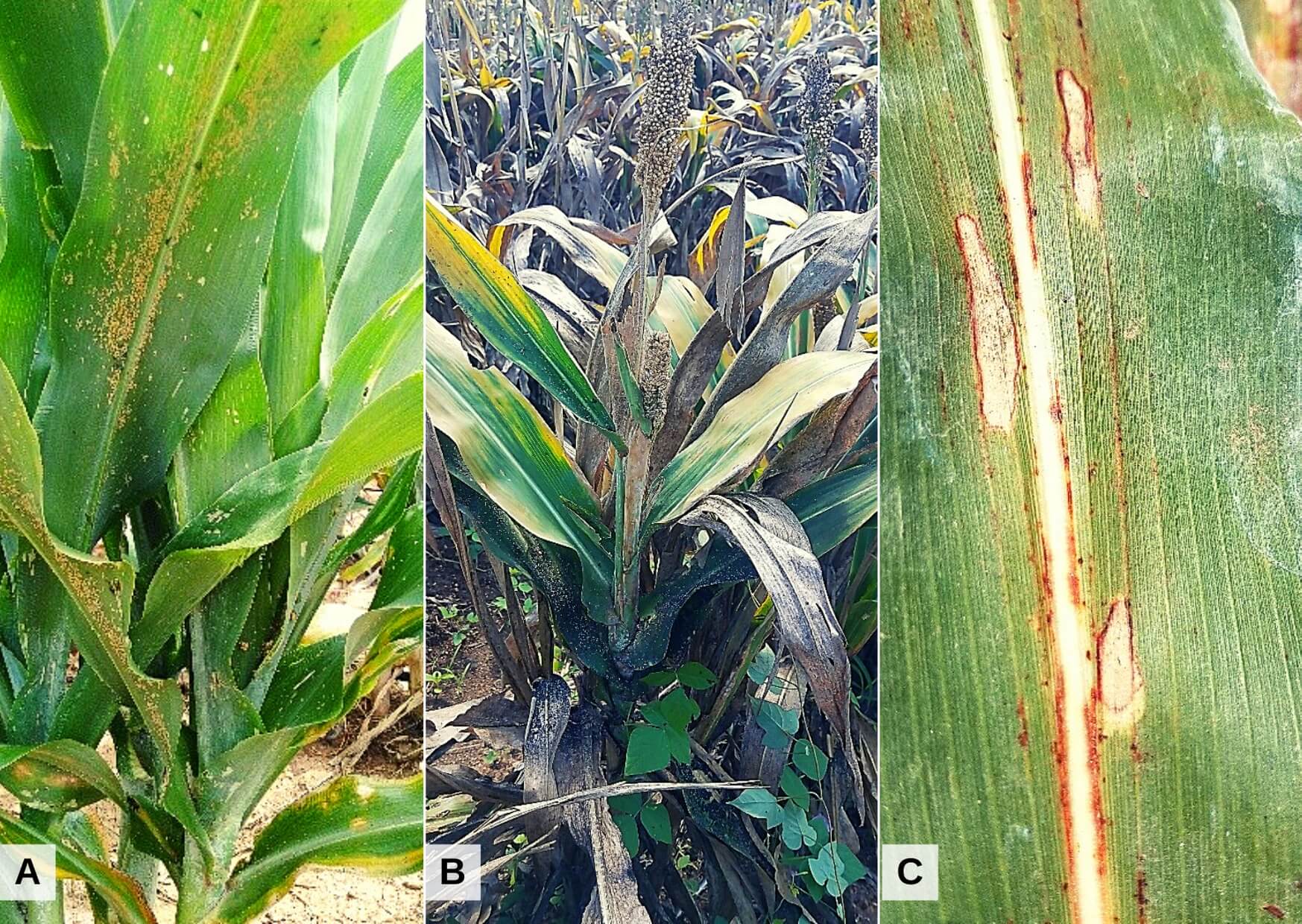 Pulgón amarillo y enfermedades