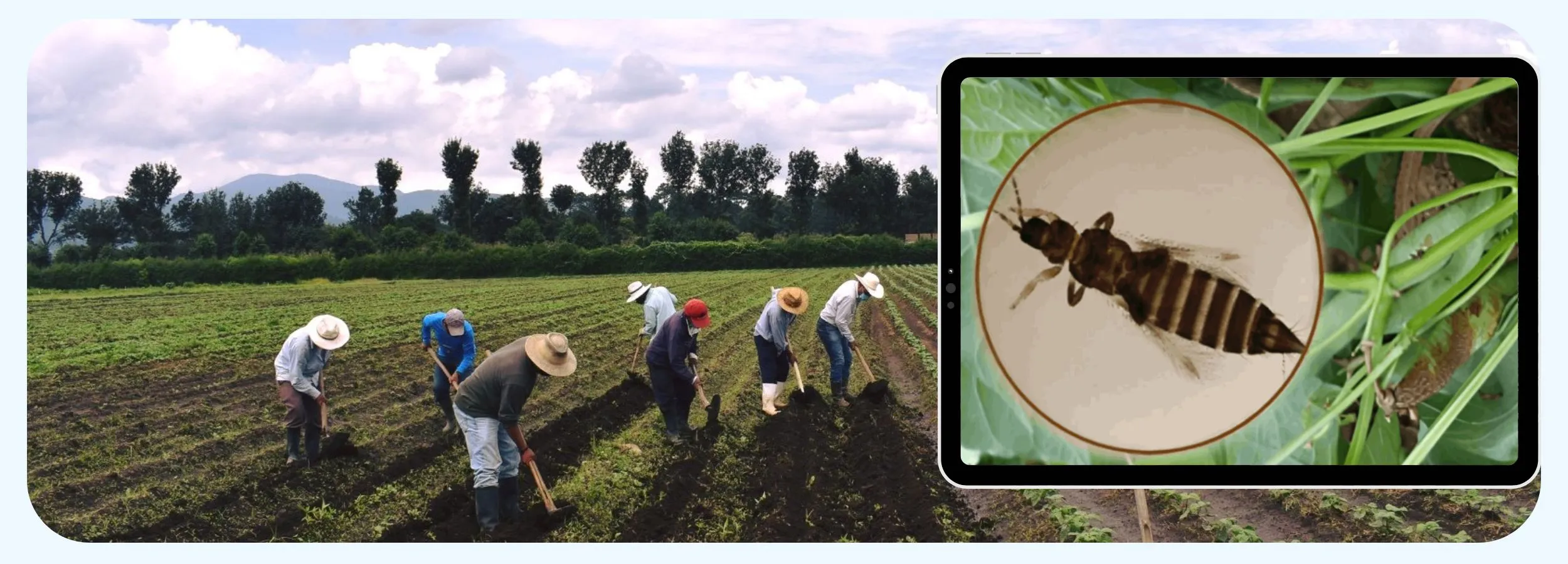 Lote de arroz ICTA Robusta